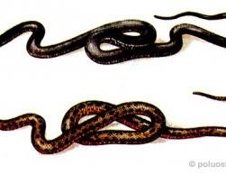 kak vyglyadit laska v krymu