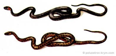 Как выглядит ласка в крыму 1 kak vyglyadit laska v krymu